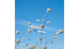 青い空の日に #8 (レースフラワー)